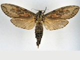 Strigocossus capensis